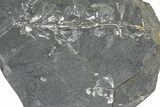 Fossil Seed Fern (Sphenophyllum & Pecopteris) Plate - Pennsylvania #360495-1